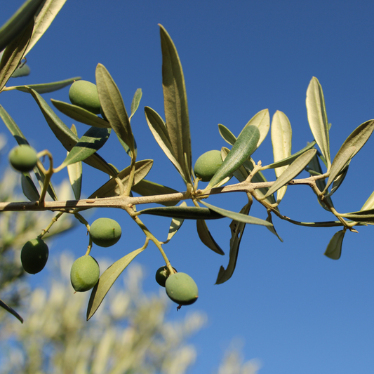 Beauty From Bees Face Oil